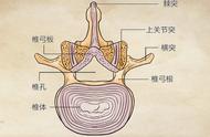 女性人体腰部骨骼结构图（人体腰部骨骼分布图高清图）
