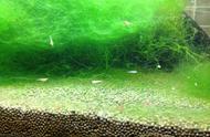 鱼缸怎么养绿丝藻（鱼缸绿藻怎么培养出来）