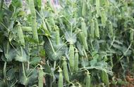 豌豆高产的种植方法（豌豆种植方法与适播期）