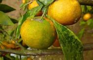 乙蒜素在柑橘出芽后还能使用吗（柑橘发芽了还能用乙蒜素吗）