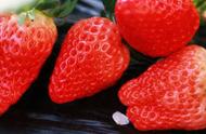 草莓大棚种植技术要注意什么（一亩大棚韭菜一年利润）