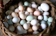 煮蛋器煮蛋为什么要在鸡蛋上打孔（煮蛋器一定要给鸡蛋开孔吗）