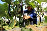 长茄种植管理方法（大棚长茄的管理和种植技术）