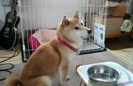 柴犬经常呕吐吐不出来怎么回事（柴犬不吃东西还吐怎么办）