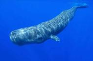 鲸鱼能下潜多深（为什么鲸鱼可以下潜2000米）