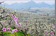 杏树桃树梨树苹果开花顺序（桃树开花早还是杏树开花早）