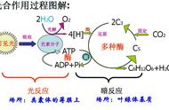 光合作用暗反应不需要光照（光合作用和暗反应有什么区别）