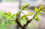 香椿和红薯能不能一起吃（香椿芽能和红薯同吃吗）