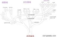 单细胞生物都包括什么（单细胞生物是从哪里来的）