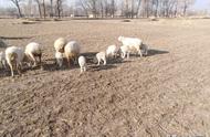 湖羊育成羊的饲养管理技术要点（养湖羊技术与常见病的防治）