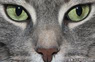 猫眼睛颜色对照表（布偶猫眼睛颜色对照表）