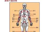 心肝肺的位置图（心肝肺示意图）