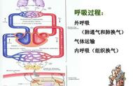 呼吸作用化学反应方程式（呼吸作用过程反应式）