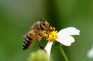赞美蜜蜂的诗句七绝赞蜜蜂（描写蜜蜂的七言诗句）