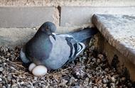 元宝鸽子一般养多久可以下蛋（元宝鸽子一般几个月能下蛋）