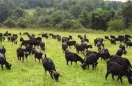 养1000只羊需要种多少亩牧草（100只羊大棚造价多少钱）