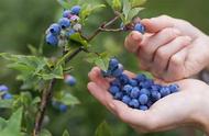 蓝莓在夏天怎么浇水（怎样正确给蓝莓浇水）