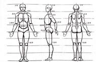 人体的基本结构包括哪些（人体的四种基本结构是什么）