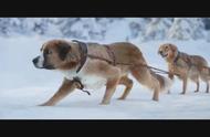 国外狗拉雪橇电影（北极狗拉雪橇的电影）