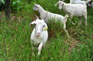 100只母羊一年可以产多少羔羊（养多少只母羊一年可以产100只羊羔）