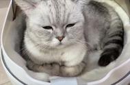 料理猫王中的猫是什么品种（料理猫王的猫是真的猫吗）