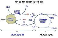 自然界的五大生物（对自然界贡献最大的生物）