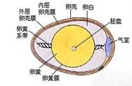 鸡蛋的哪几个部位组成卵细胞（鸡蛋的胚盘和卵细胞在哪里）