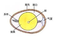 只剩膜的鸡蛋还能孵化吗