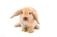 家里养垂耳兔子的危害，在家里养兔子影响风水吗