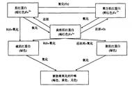 怎么卤烧鸡油亮（烧鸡怎么卤出来是黄色的）