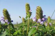 夏枯草伤肝案例（夏枯草蒲公英合用功效）