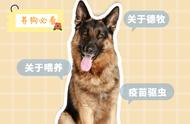 德国饲养犬的管理方法（西德犬的正确喂养方法）