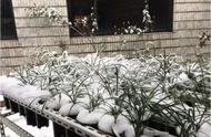 兰花下雪能摆在室外吗（兰花冬季可以放在室外吗）