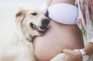 狗狗怀孕后的特征（狗狗怀孕了有什么特征和表现）