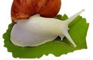 蜗牛的正确吃法和做法（辣炒蜗牛的做法大全）