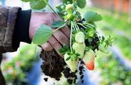阳台草莓的栽植方法（阳台草莓的种植方法及管理）