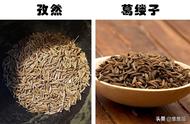 越橘和蓝莓区别（蓝莓排名第一名）