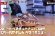 苏卡达龟出售（苏卡达龟50斤价格）
