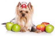 幼犬能不能吃苹果（两个月幼犬能吃苹果吗）