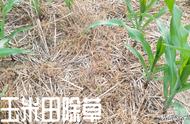 芽后除草剂能加盐一起用吗（芽后除草剂如何解释）