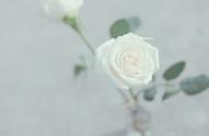 白玫瑰花语是什么意思（送白玫瑰会有忌讳吗）