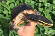 黄耳龟一年能长多大（黄耳龟一年能长多少厘米）