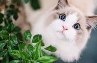布偶猫一定要每天吃益生菌吗（布偶猫益生菌一天吃几次）