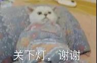 抖音上的猫点头表情包（抖音上的猫点头表情包怎么弄）