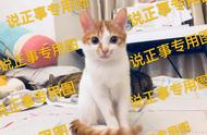 二个月大的橘猫吃什么好（一个多月的橘猫吃什么最好）