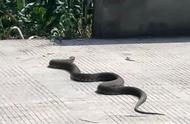 宜宾巨蛇图片（吉尼斯世界纪录最大的蛇排名）
