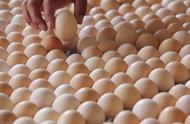 鸡蛋壳是白色能吃吗（鸡蛋壳有白色粉末可以吃吗）