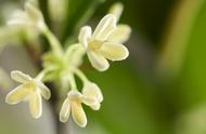 桂花树种植方位风水（桂花树栽在院子外面哪个位置好）