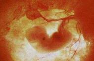 胚胎发育过程经过几个阶段（胚胎早期的发育过程分为三个阶段）