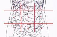 肚子左侧都有什么器官（肚子左侧都有什么器官图片）